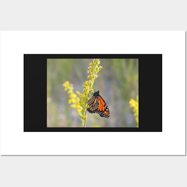 Monarch feeding on Goldenrod Wall Art by ToniaDelozier